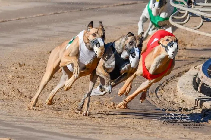 dog-racing-betting-in-salem-oregon